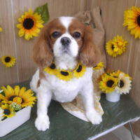 【山手店】2024年7月19日のワンちゃん達♪