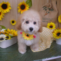 【山手店】2024年7月20日のワンちゃん達♪