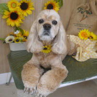 【山手店】2024年7月22日のワンちゃん達♪