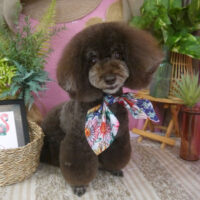 【山手店】2024年7月25日のワンちゃん達♪