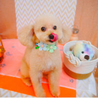 【池下店】2024年7月1日のワンちゃん達♪