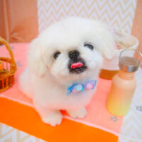 【池下店】2024年7月4日のワンちゃん達♪