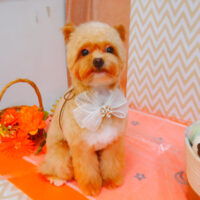 【池下店】2024年7月5日のワンちゃん達♪