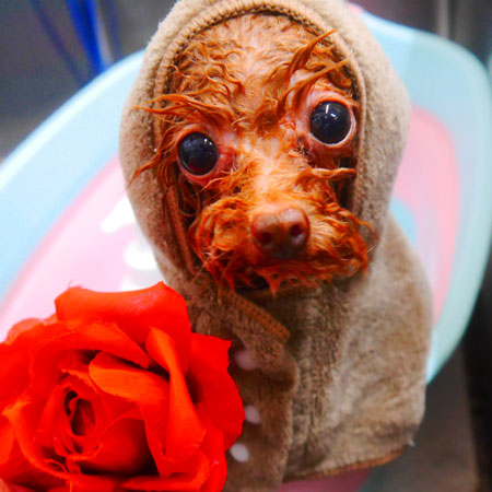 【池下店】2024年7月6日のワンちゃん達♪