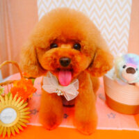 【池下店】2024年7月7日のワンちゃん達♪