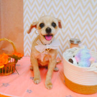 【池下店】2024年7月8日のワンちゃん達♪