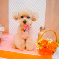 【池下店】2024年7月11日のワンちゃん達♪