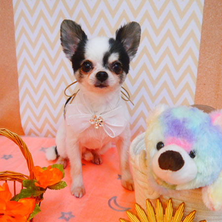 【池下店】2024年7月12日のワンちゃん達♪