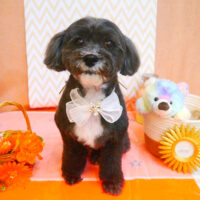 【池下店】2024年7月13日のワンちゃん達♪