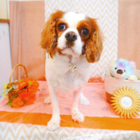 【池下店】2024年7月14日のワンちゃん達♪