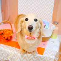 【池下店】2024年7月18日のワンちゃん達♪