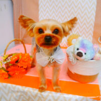 【池下店】2024年7月20日のワンちゃん達♪