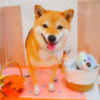 【池下店】2024年7月21日のワンちゃん達♪