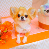 【池下店】2024年7月22日のワンちゃん達♪