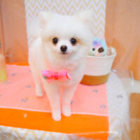 【池下店】2024年7月25日のワンちゃん達♪