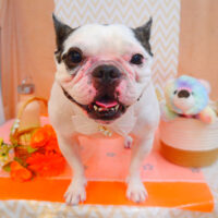 【池下店】2024年7月26日のワンちゃん達♪