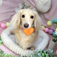 【本店】2024年9月21日のワンちゃん達♪