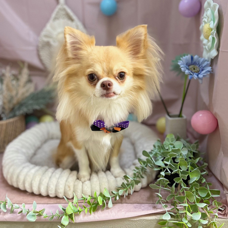 【本店】2024年9月29日のワンちゃん達♪