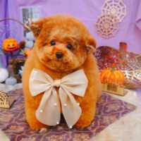 【池下店】2024年9月27日のワンちゃん達♪