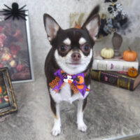 【山手店】2024年10月5日のワンちゃん達♪