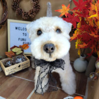 【本店】2024年11月28日のワンちゃん達♪