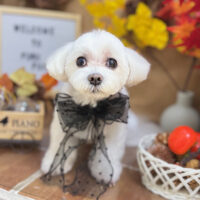 【本店】2024年11月25日のワンちゃん達♪