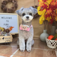 【本店】2024年11月22日のワンちゃん達♪