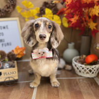 【本店】2024年11月24日のワンちゃん達♪