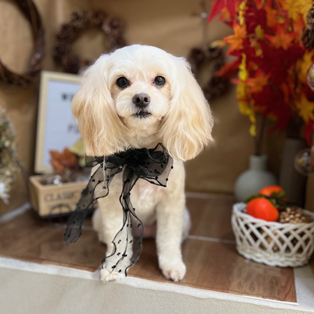 【本店】2024年11月27日のワンちゃん達♪