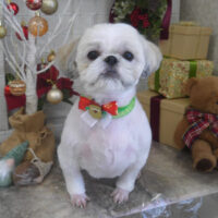 【山手店】2024年11月24日のワンちゃん達♪