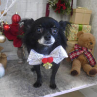 【山手店】2024年11月25日のワンちゃん達♪