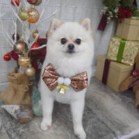 【山手店】2024年11月28日のワンちゃん達♪