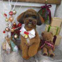 【山手店】2024年11月29日のワンちゃん達♪