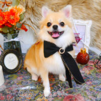 【池下店】2024年11月22日のワンちゃん達♪