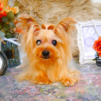 【池下店】2024年11月23日のワンちゃん達♪