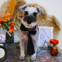 【池下店】2024年11月25日のワンちゃん達♪