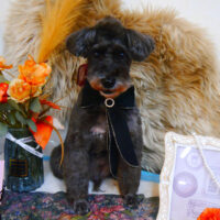 【池下店】2024年11月27日のワンちゃん達♪