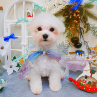 【池下店】2024年11月28日のワンちゃん達♪