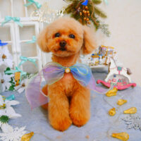 【池下店】2024年11月29日のワンちゃん達♪