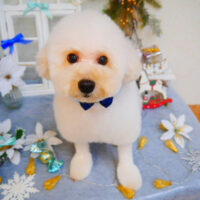 【池下店】2024年11月30日のワンちゃん達♪