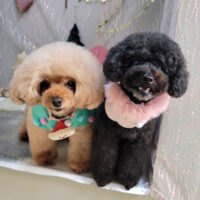 【本店】2024年12月5日のワンちゃん達♪