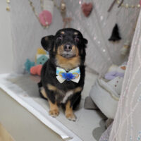 【本店】2024年12月28日のワンちゃん達♪