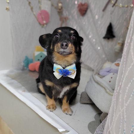 【本店】2024年12月28日のワンちゃん達♪