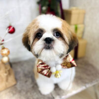 【山手店】2024年12月8日のワンちゃん達♪