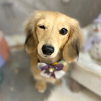 【本店】2024年12月27日のワンちゃん達♪