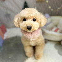 【本店】2024年12月29日のワンちゃん達♪