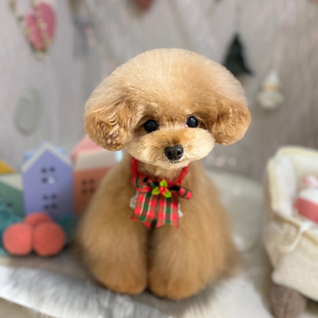 【本店】2024年12月16日のワンちゃん達♪