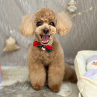 【本店】2024年12月12日のワンちゃん達♪