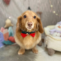 【本店】2024年12月22日のワンちゃん達♪