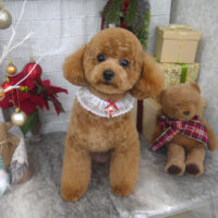 【山手店】2024年12月1日のワンちゃん達♪